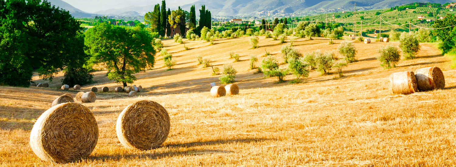 A nice landscape, isn't it? If you want to discover where it is...<a href='tuscany'>Click!</a>